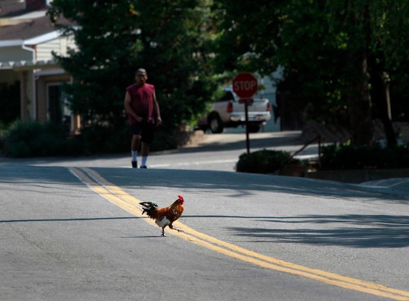 Chicken road oficial - Descubre el secreto detrás del éxito de Chicken Road Casino en España