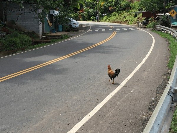 Chicken road casino in Spain